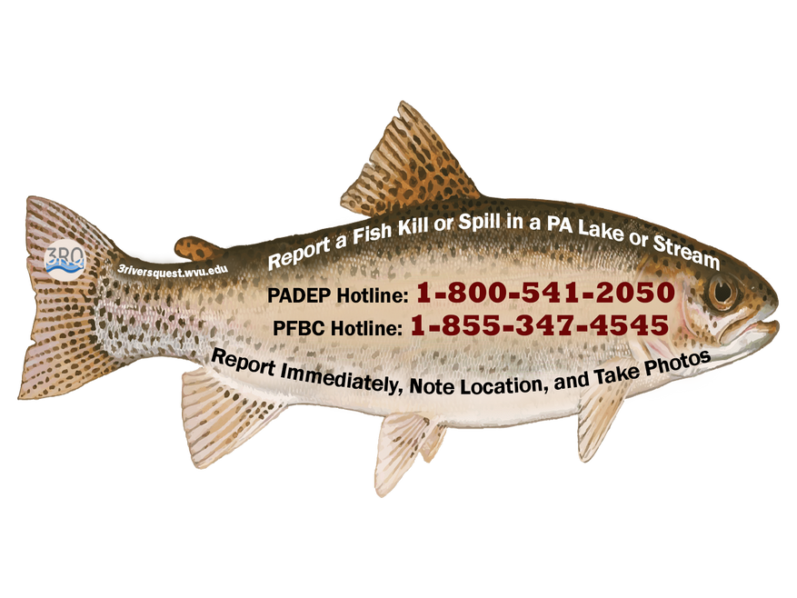 How to report a fish kill or spill in PA
