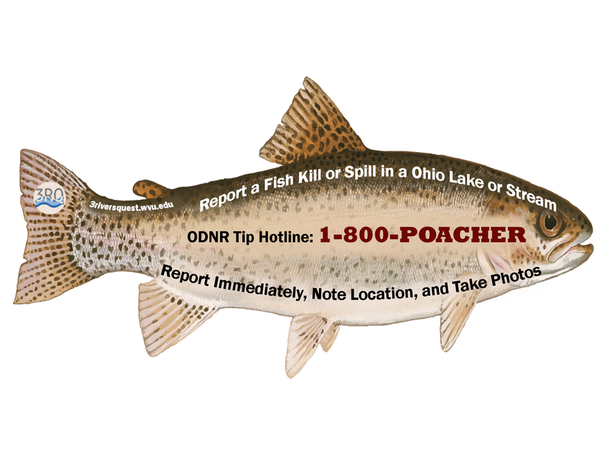 How to report a fish kill or spill in Ohio lakes and streams