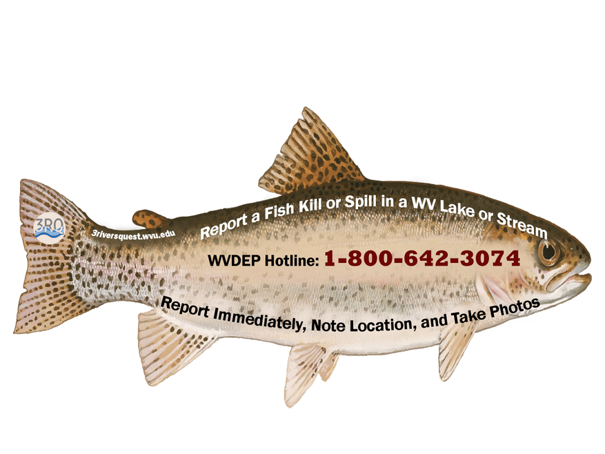 How to report a fish kill/spill in WV